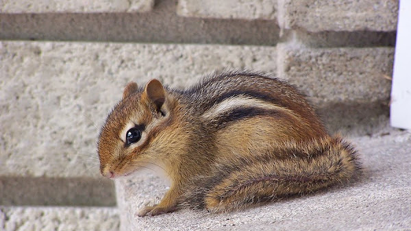 Ross Bagdasarian, Sr. - How To Get Rid Of Chipmunks In Your House