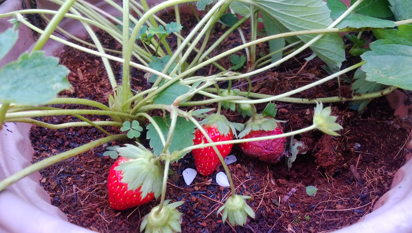  How to Plant a Strawberry Plant With Hydroponics