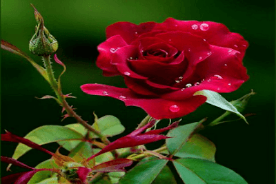 Kumpulan Puisi Cinta Yang Sangat Sedih Bertema Bunga Mawar
