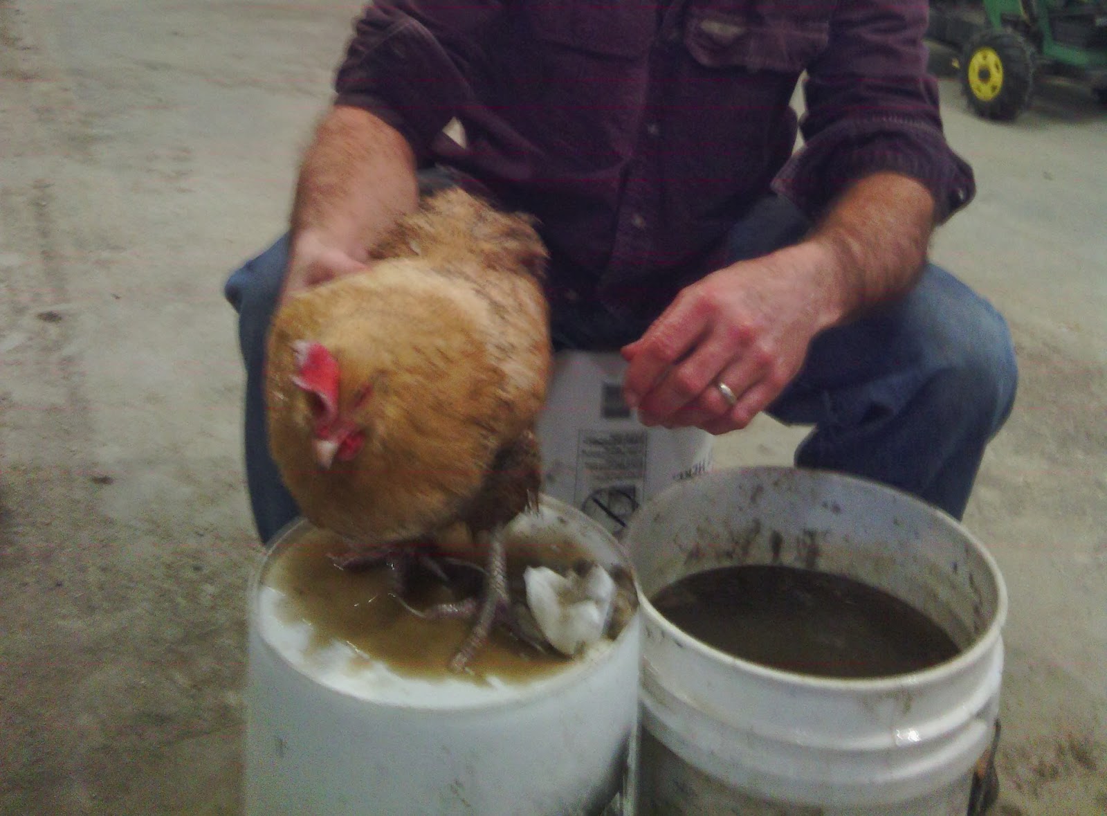 In Between the Sunsets of Life CHICKEN + MUD = ISSUE