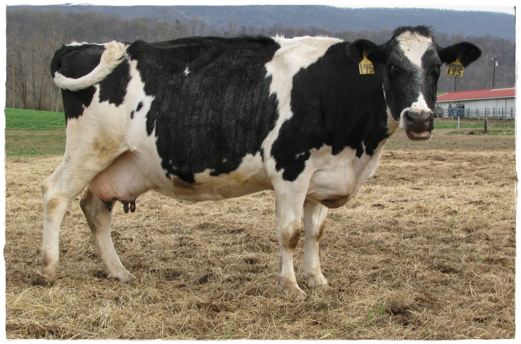 Amazing Grace Dairy 60 Crossbred Cows to Go to New Holland Auction on