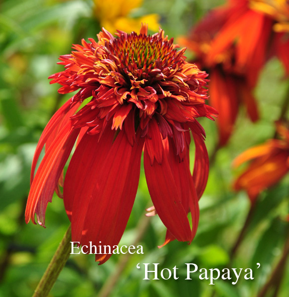 Three Dogs in a Garden Echinacea Plant them for the Bees & Butterflies