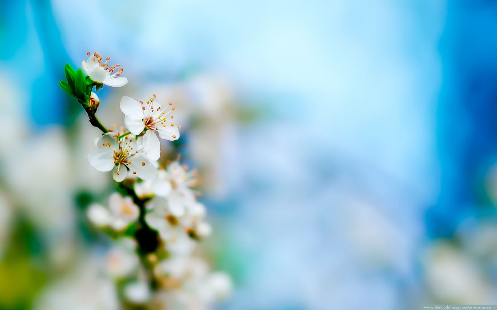 Flores de cerezo - cherry blossoms