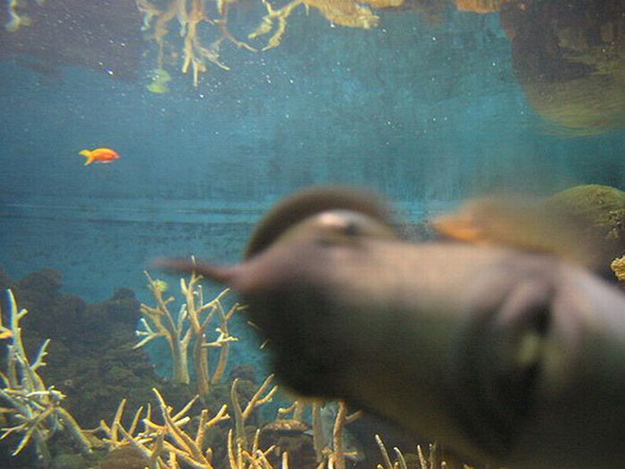 American Irish: Animal Photo Bombs