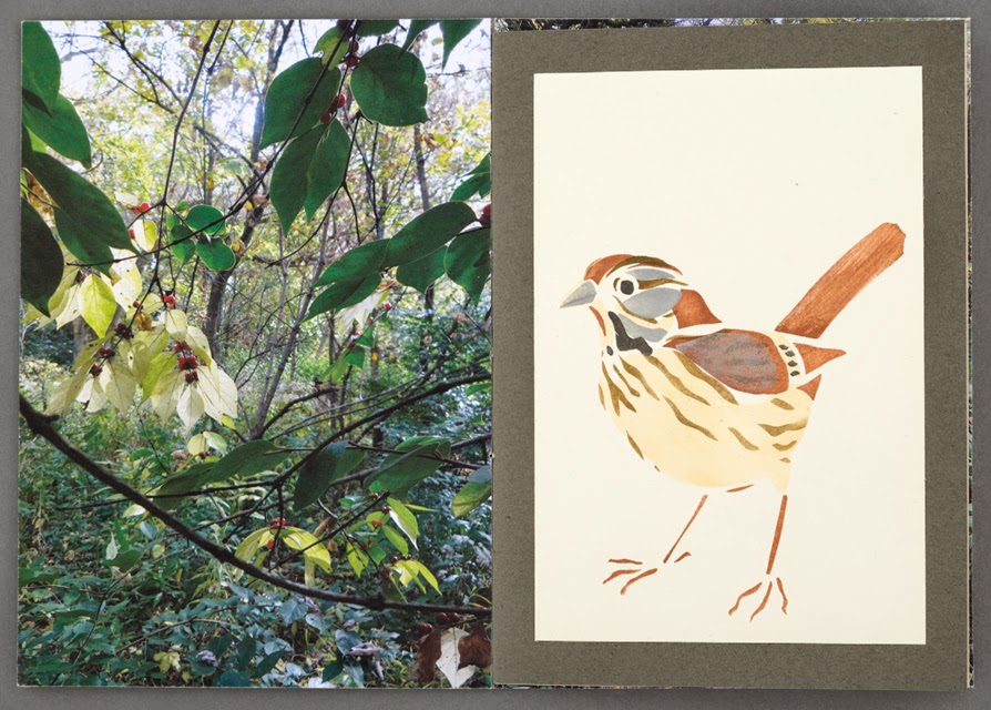 Room For Curiosity MARGARET MORSE NICE