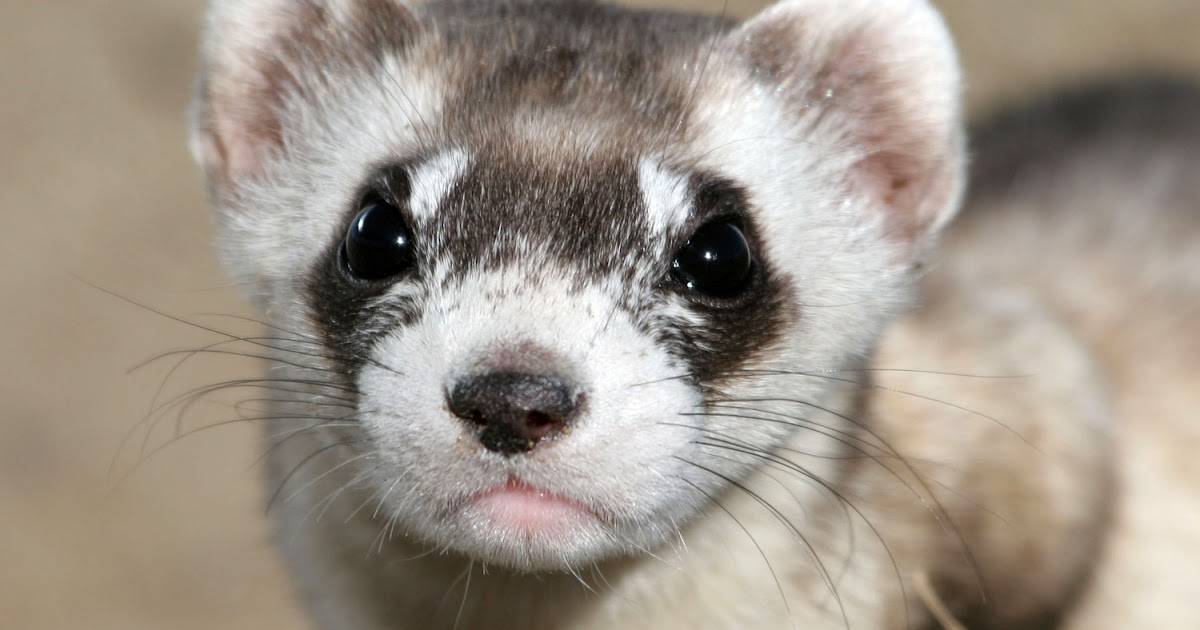 Meditation a Path to Healing Animal Spirit Guides and a Ferret