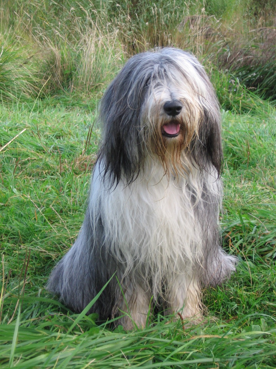 Bearded Collie Dog Herding Herding Dog Breeds Pictures and Information