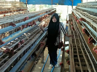 Beternak Ayam Petelur Teknologi NASA Beternak Ayam Petelur Teknologi NASA