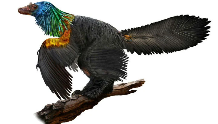 A small feathered dinosaur surprised paleontologists with the colorfulness of the “outfit” (1)