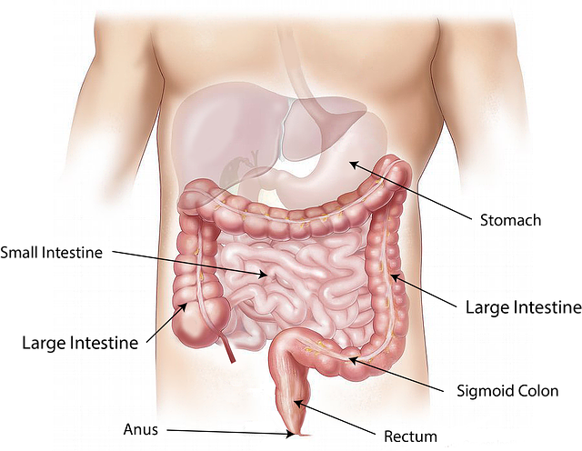 Diseases in the stomach | Definition & Facts for Viral Gastroenteritis (gastroenteritis) Diseases in the stomach | Definition & Facts for Viral Gastroenteritis (gastroenteritis)