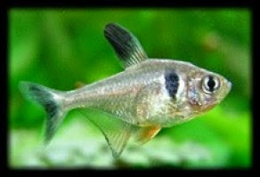 Tetra Fantasma Negro Tetra Fantasma Negro