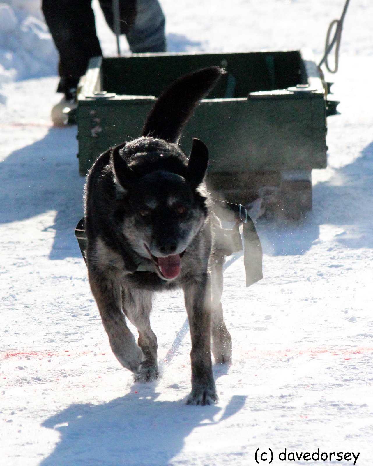 2012 World Championship Dog Weight Pull