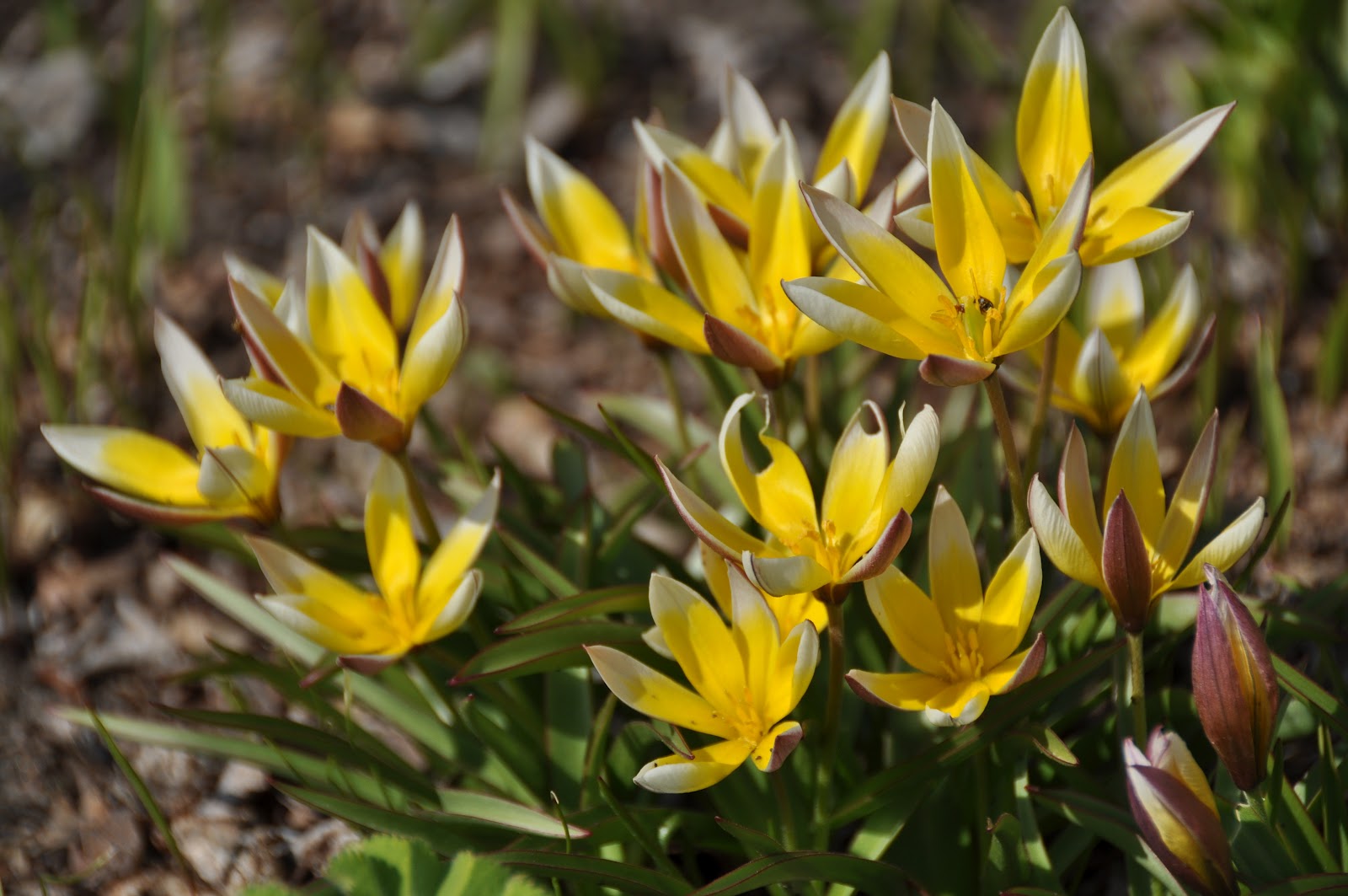 Northern Exposure Gardening Bright Bulbs of May