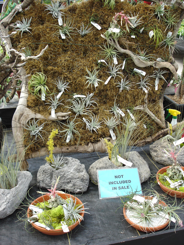 The Outlaw Gardener Watson's Nursery Tent Sale