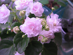 african violet varieties any thank type