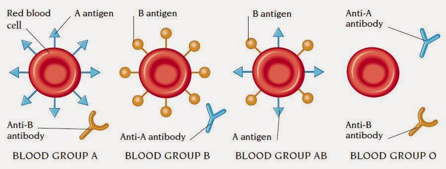 blood-groups-nursing