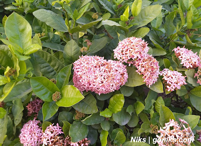 bhilwara travel flowers in smriti van