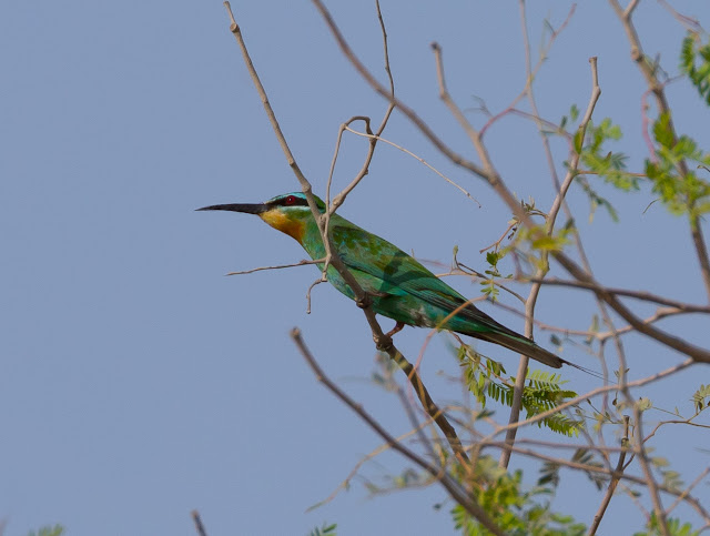 Blue-cheeked Bee-eater Blue-cheeked Bee-eater