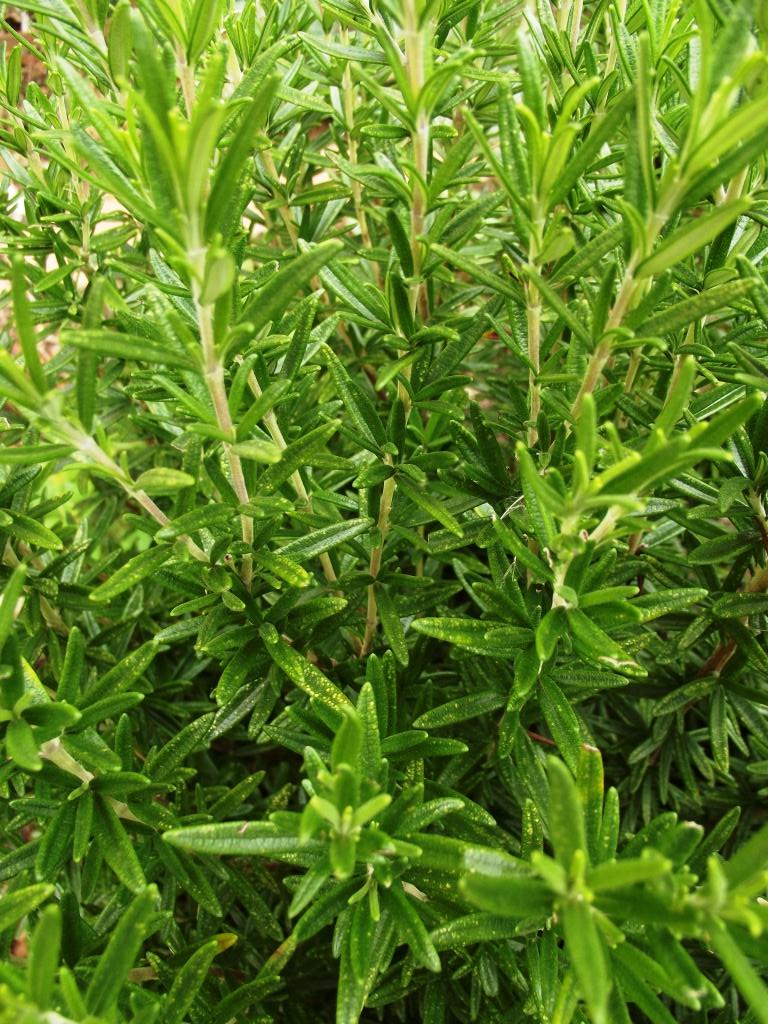 Roots 'n' Shoots Rosemary How To Grow Herb of the Month