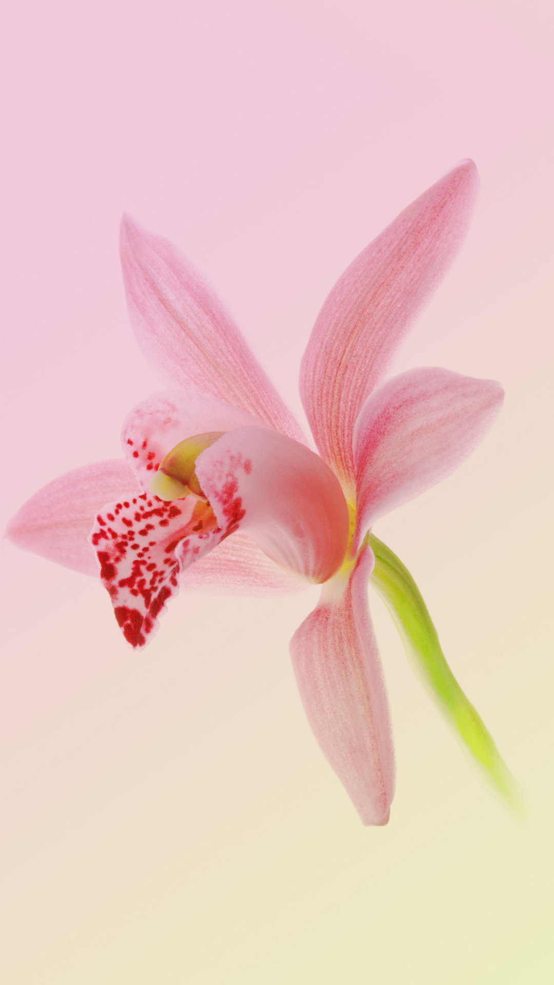 Wallpapers iPhone 7 Plus - Pack 1