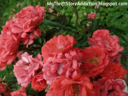 Coral colored roses