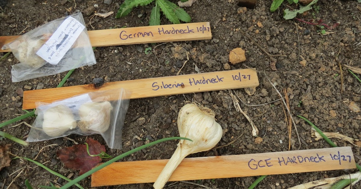 The Rusted Vegetable Garden