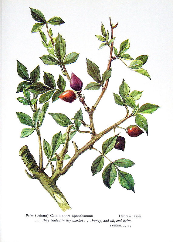 Spiritual Journey On the Use of Balm