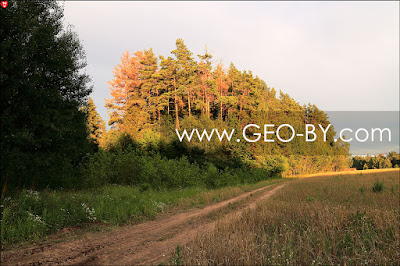 Лес в Беларуси на закате