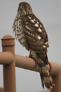 Cooper's Hawk Cooper's Hawk