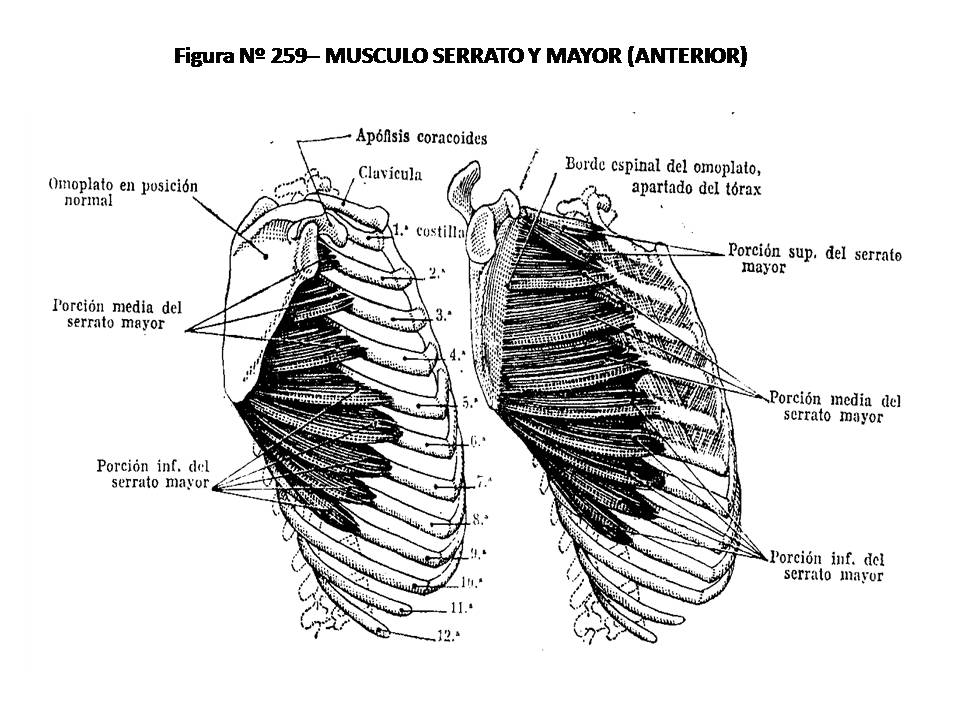 ATLAS DE ANATOMÍA HUMANA 259. MÚSCULO SERRATO MAYOR (ANTERIOR).