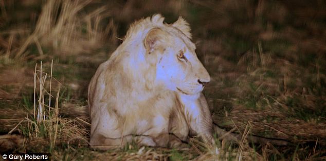 Increíble historia de león que sobrevive gracias a la manada