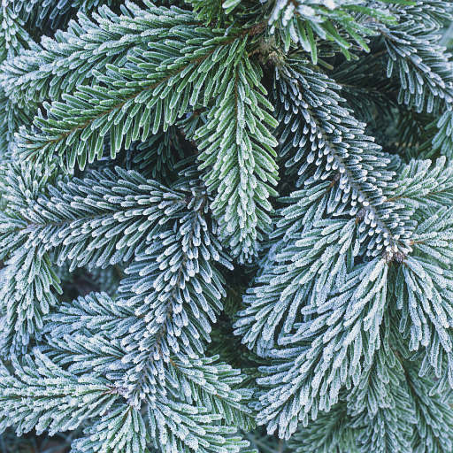 KlicNature....! The History Of CHristmas Tree