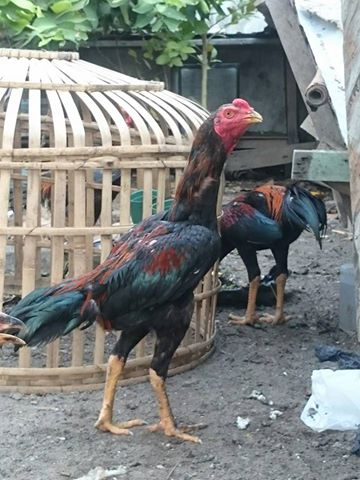 Ayam bangkok sisik ubed jalu Ayam bangkok sisik ubed jalu