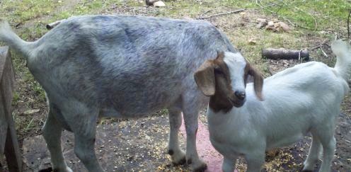 Saanen goat, baby goat eating, life on a farm