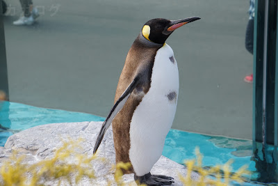 東武動物公園のキングペンギン