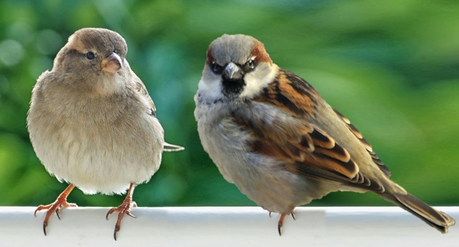 male%2Band%2Bfemale%2Bhouse%2Bsparrows%2Bfun%2Bfacts%2Btell%2Bdifference%2Bbrown%2Bbird%2Bwith%2Btweed%2Bwings%2Bbuff%2Bbelly%2Bblack%2Bbill%2Bgray%2Bhead%2Bcap.jpg