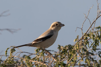 Lanius pallidirostris - Delta del Ebro