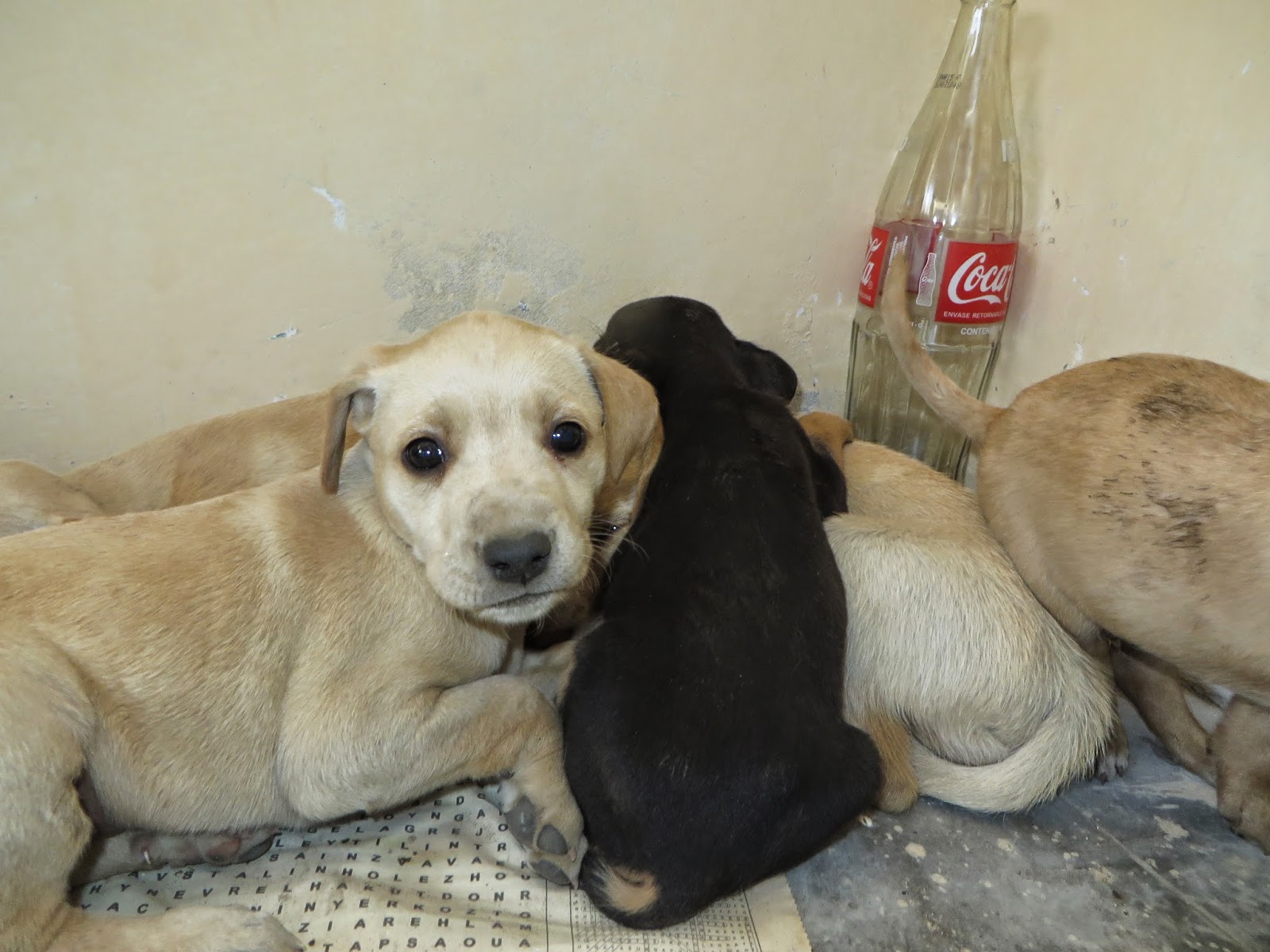 Damn Dog House: The real life of some animals