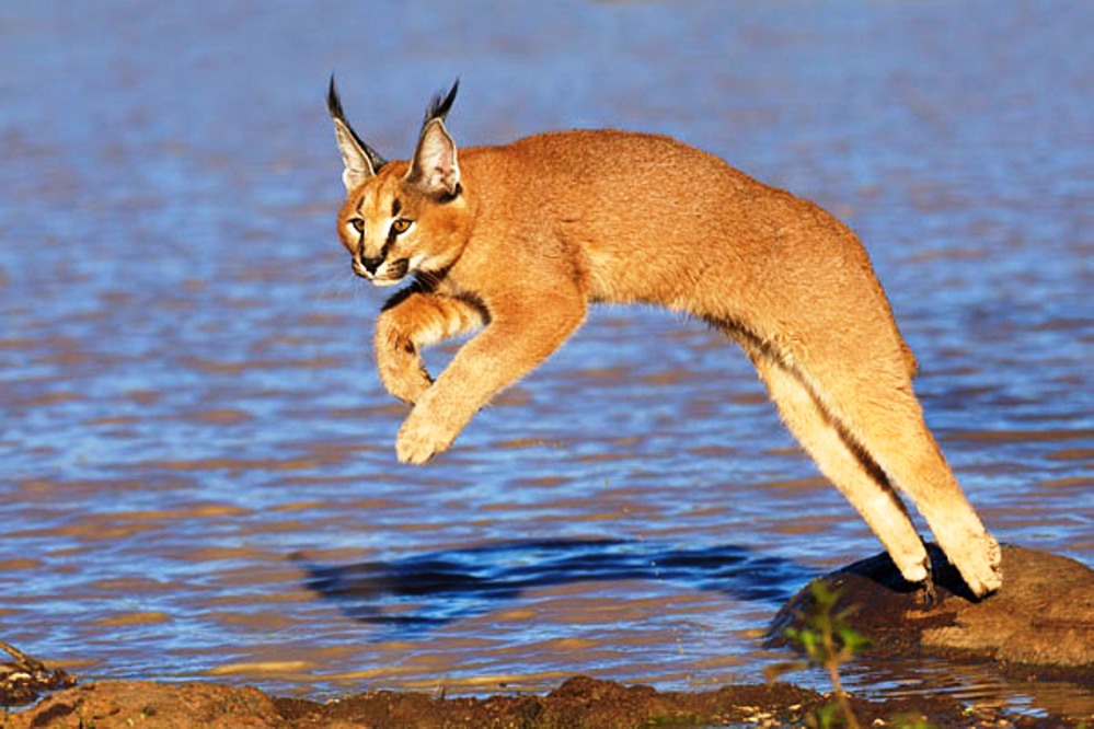 котята породы каракал. каракал пустынная. котята породы каракал. каракал шлепа. карликовый каракал.