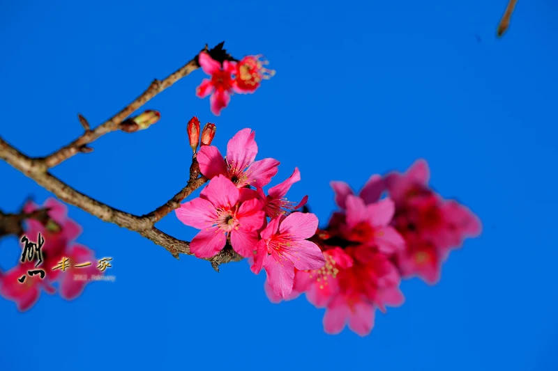 三峽櫻花季