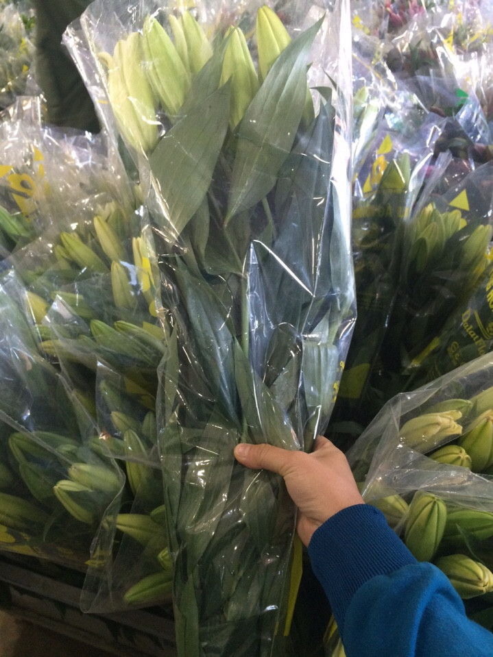 Tư Vấn Mua Hoa Ly Đà Lạt Tư Vấn Mua Hoa Ly Đà Lạt