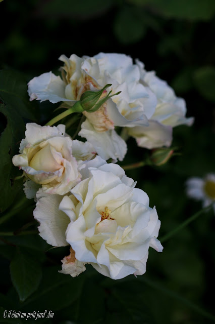 crystalline ou valérie swane rosier rose blanche
