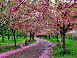 cherry japanese blossoms sakura flower wallpapers blossom flowers tree spring japan pink nature pretty bloom da