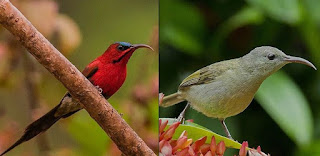 4000+ Gambar Burung Sepah Raja HD 4000+ Gambar Burung Sepah Raja HD