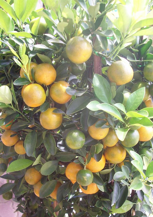 Semua Menjadi Buah Limau Kasturi