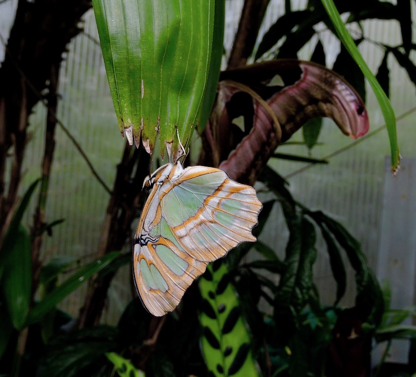 mnkcusa Gainesville, Natural Museum of History, Butterfly Exhibit, FL