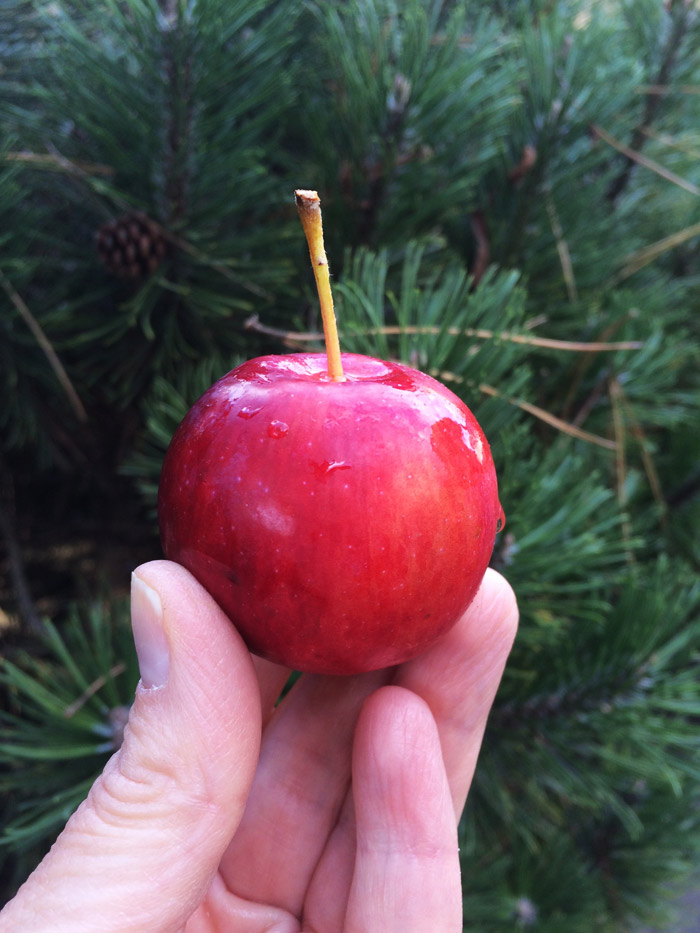 Cherry Candied Crabapples Poppytalk