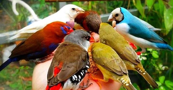 Rüyada Kuş Yavrusu Görmek - Rüya Tabirleri ve Yorumları