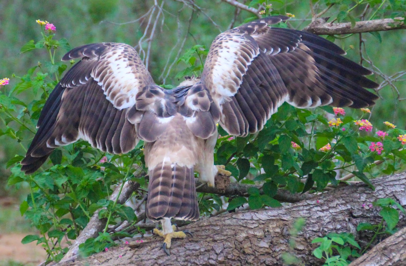 Cannundrums: Sri Lankan Crested Hawk-Eagle