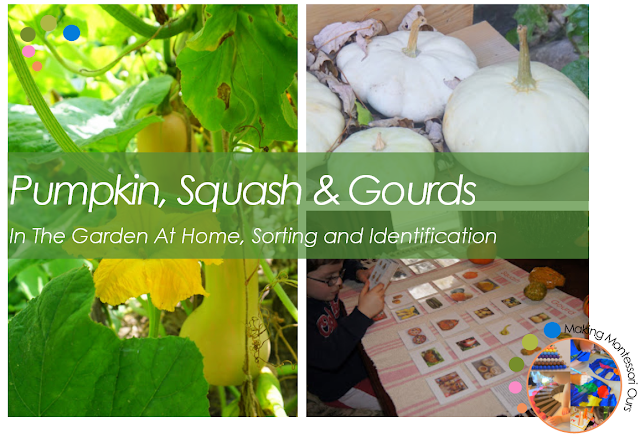 Pumpkin, Squash & Gourds, In The Garden At Home, Sorting ...